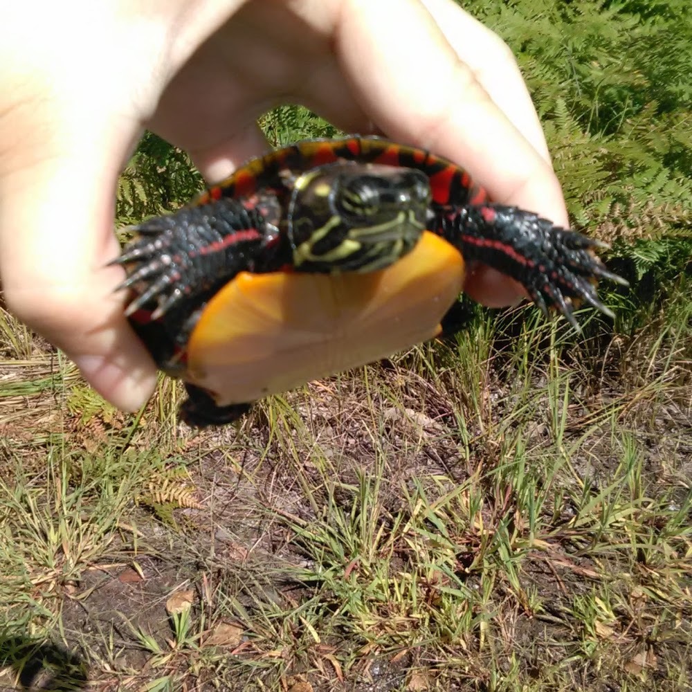 Meet your Posher, Amber